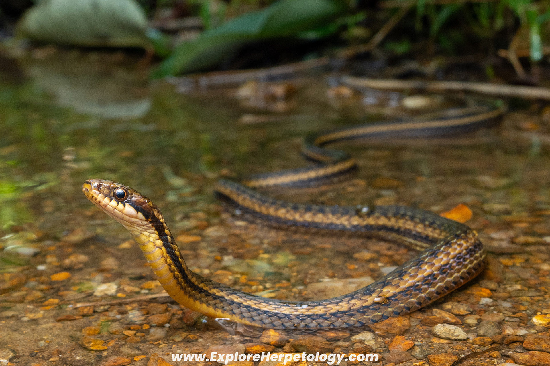Jingdong keelback (Hebius jingdongensis).