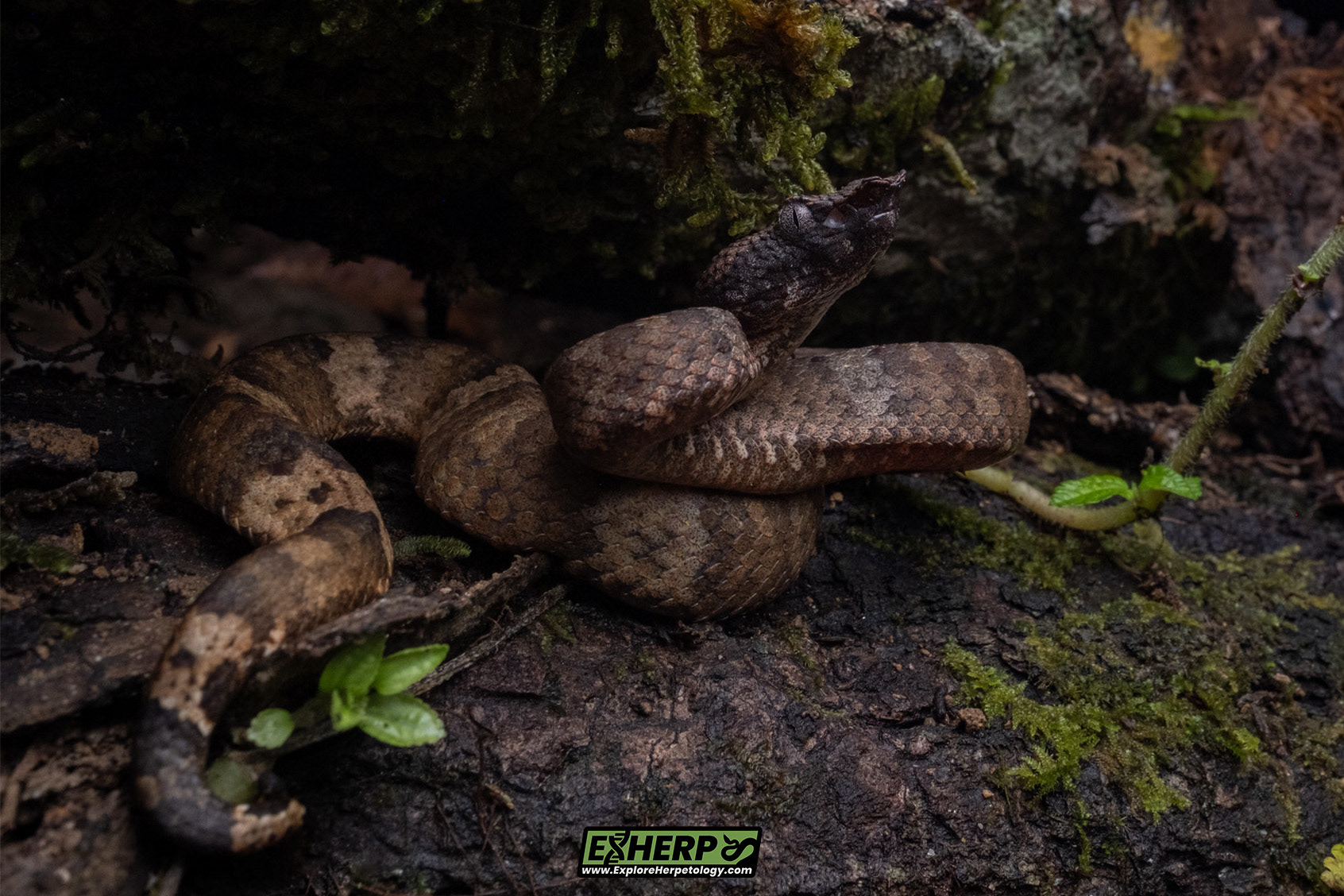 Female leaf-nosed pit viper (Craspedocephalus cf. borneensis).