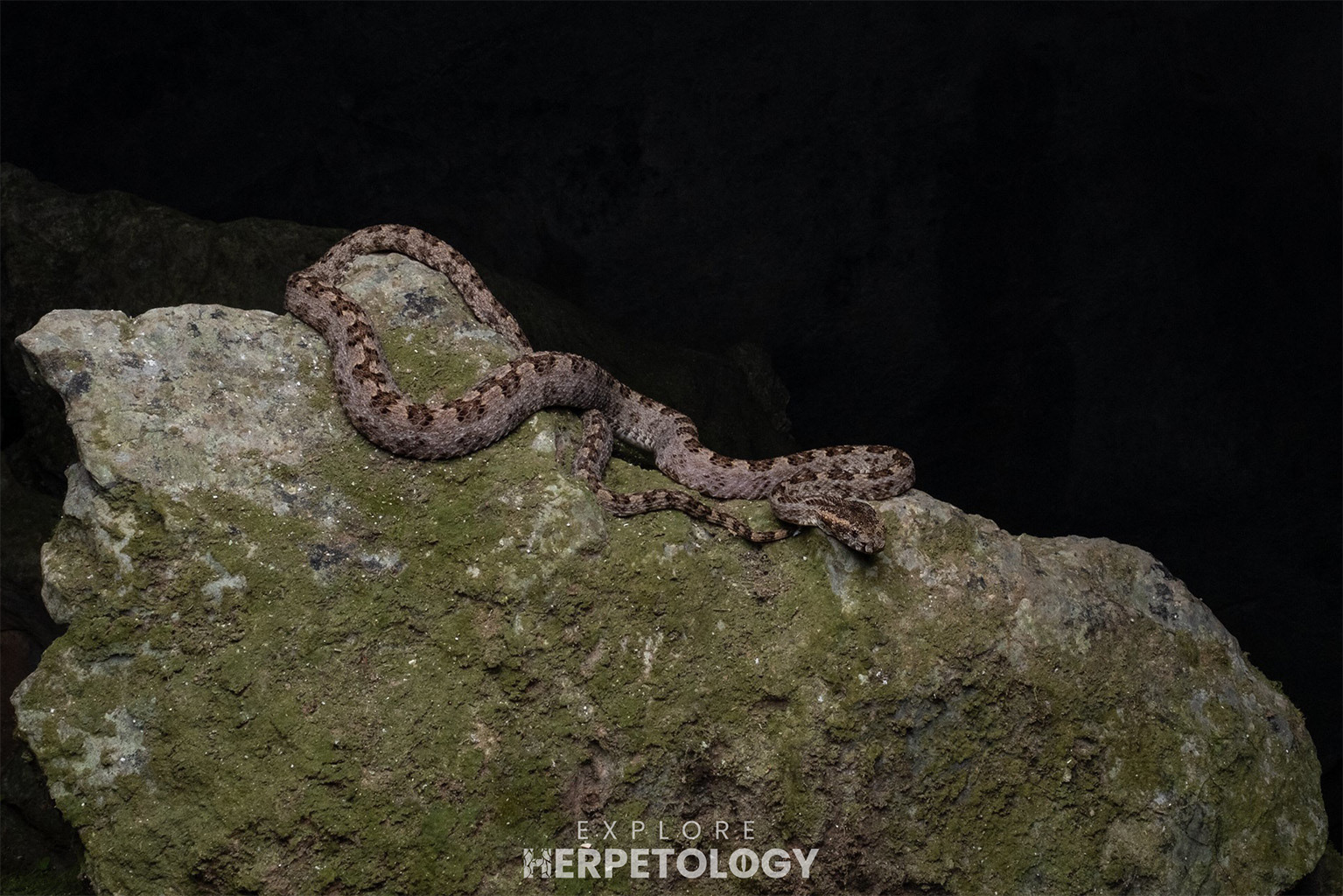 Three horn-scaled lancehead (Protobothrops sieversorum)