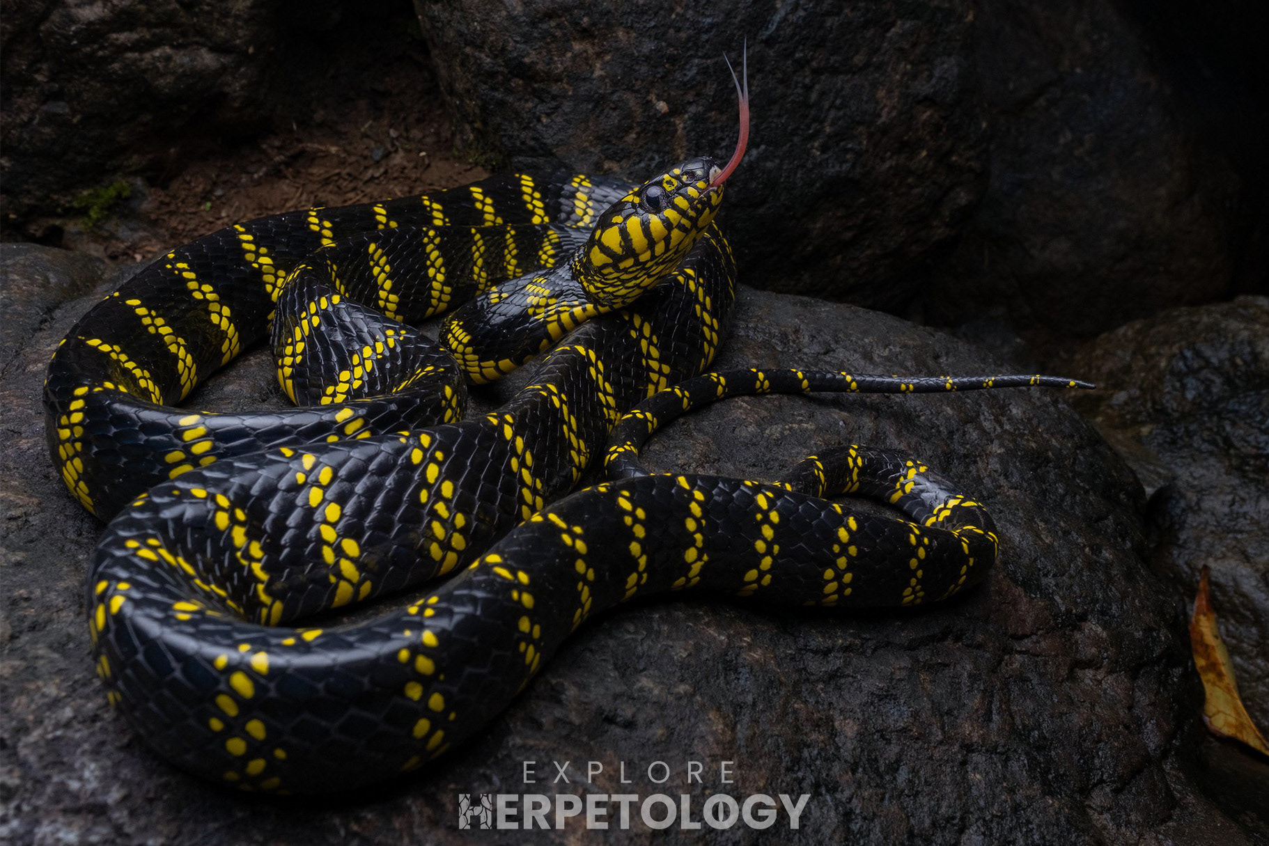 Mindanao mangrove cat snake (Boiga dendrophila latifasciata).