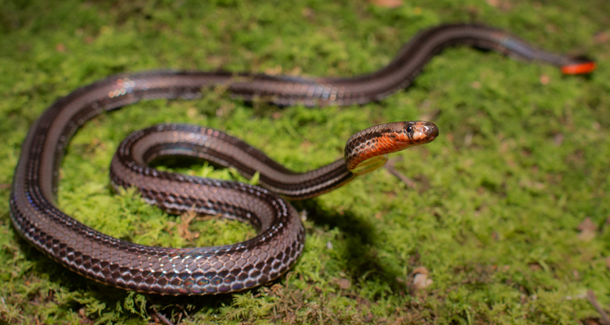 Explore Herpetology | Herping Tours - Expedition Borneo 2024