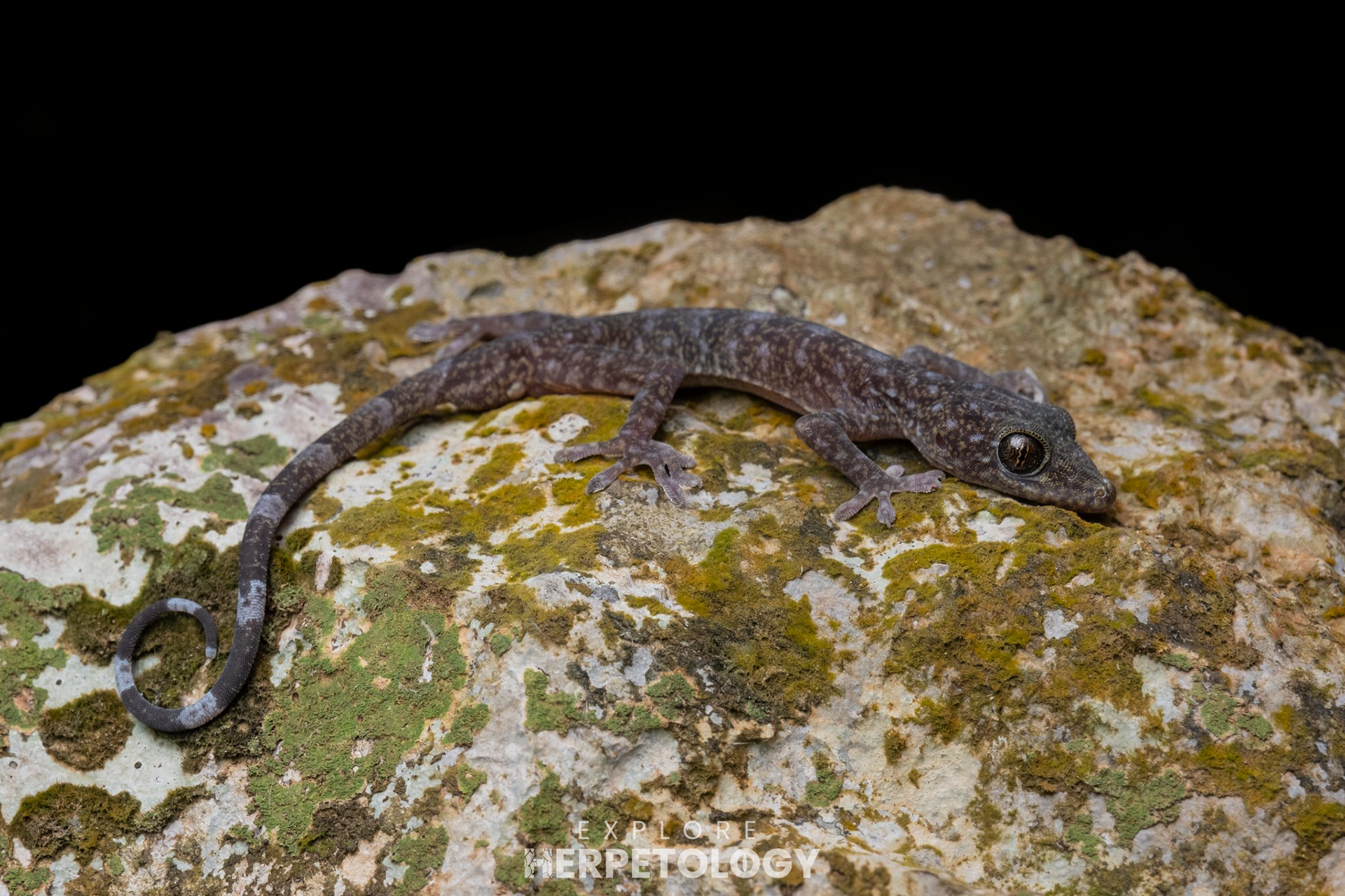 Aaron Bauer's gecko (Gekko aaronbaueri)