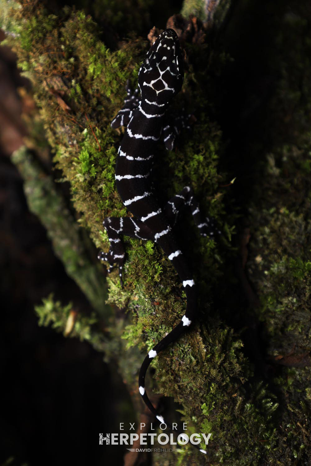 Cyrtodactylus consobrinus