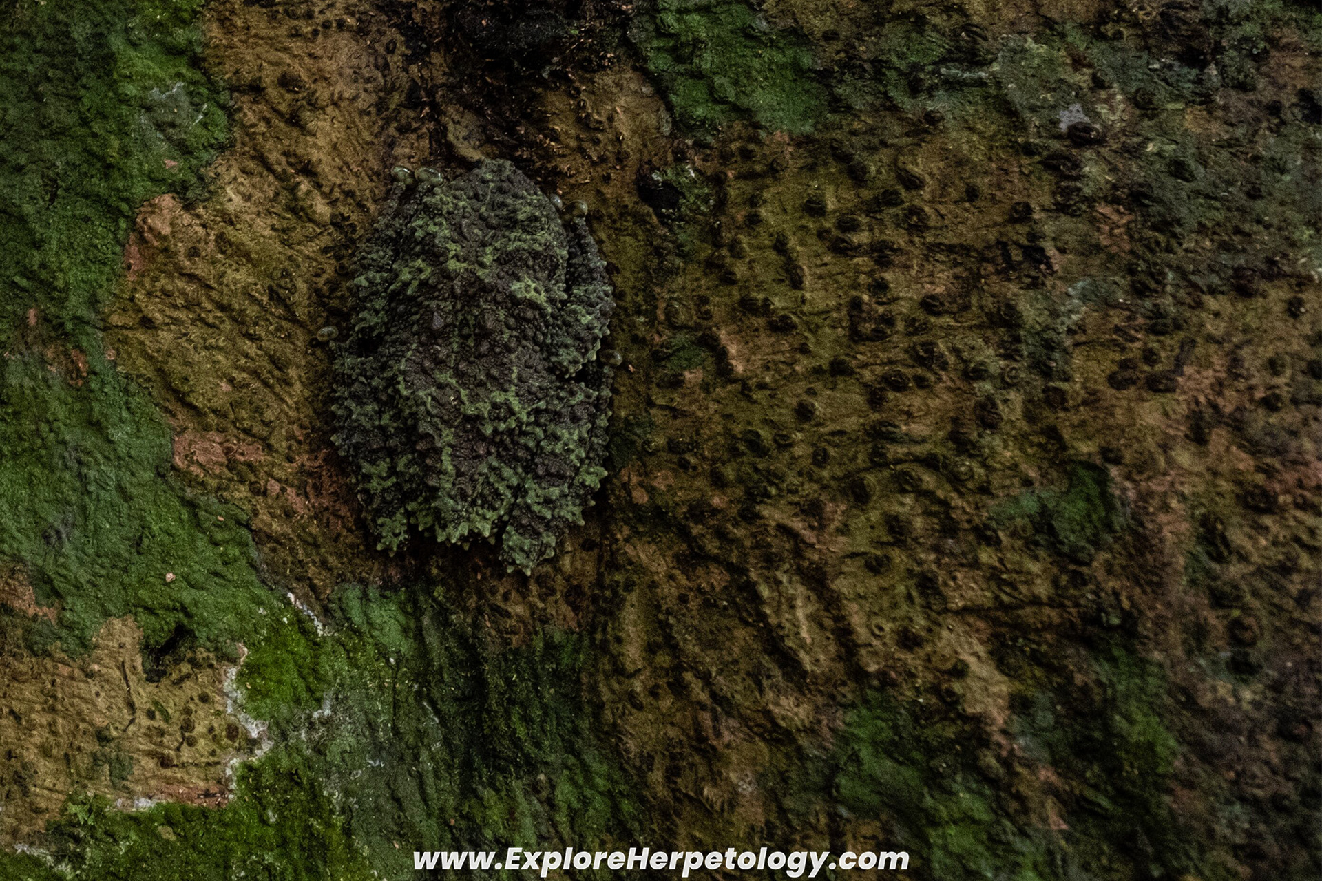 Vietnamese mossy frog (Theloderma corticale).