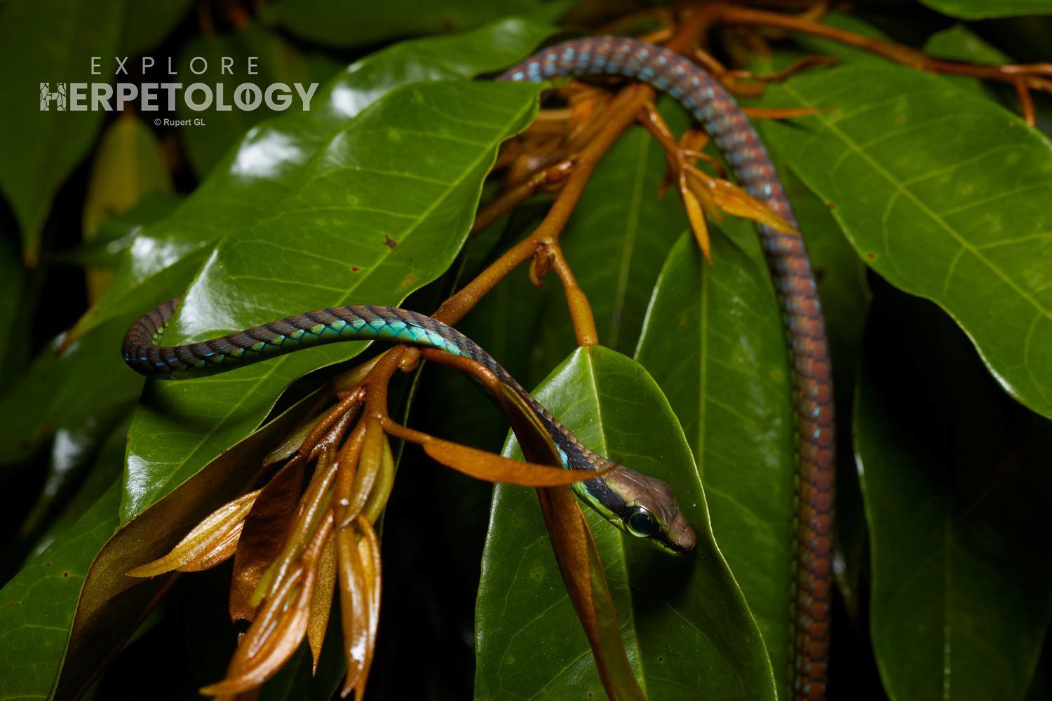 Elegant bronzeback (Dendrelaphis formosus)