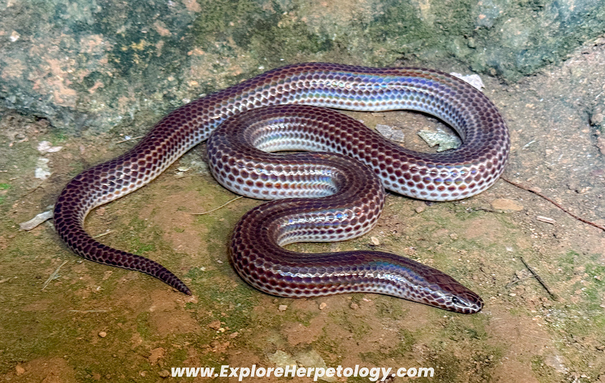 Sunbeam snake (Xenopeltis unicolor).