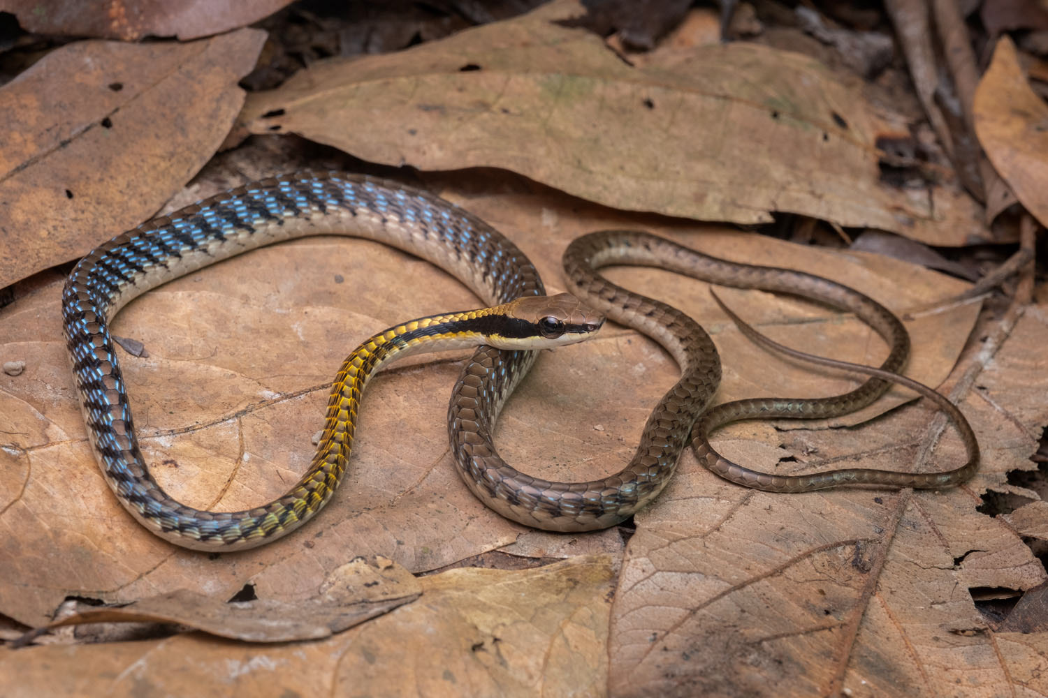 Striated bronzeback (Dendrelaphis striatus)