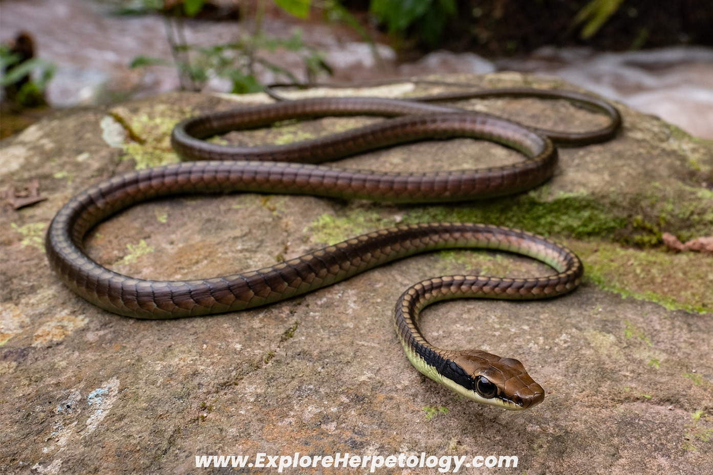 Vogel's bronzeback (Dendrelaphis vogeli).