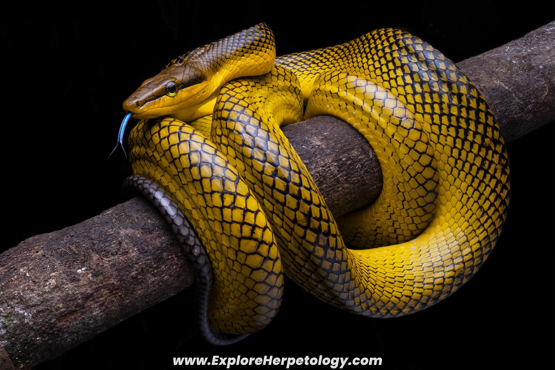 Red-tailed ratsnake (Gonyosoma oxycephalum).