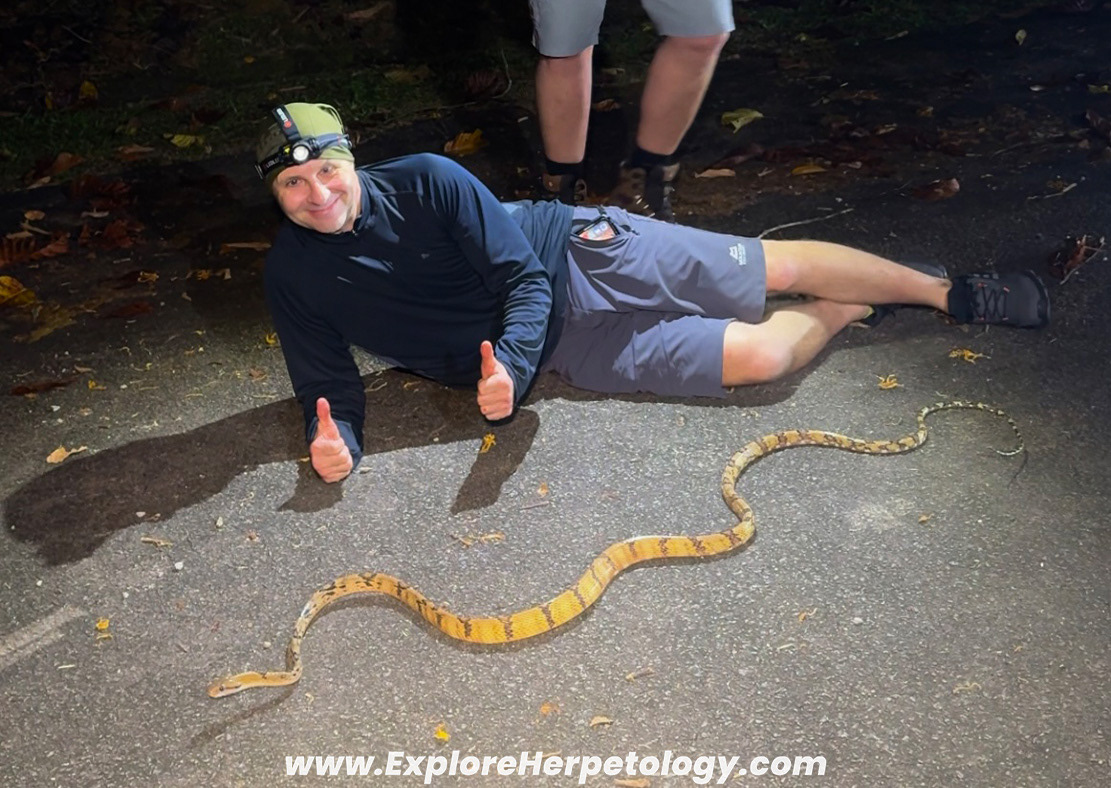 Dog-toothed cat snake (Boiga cynodon).