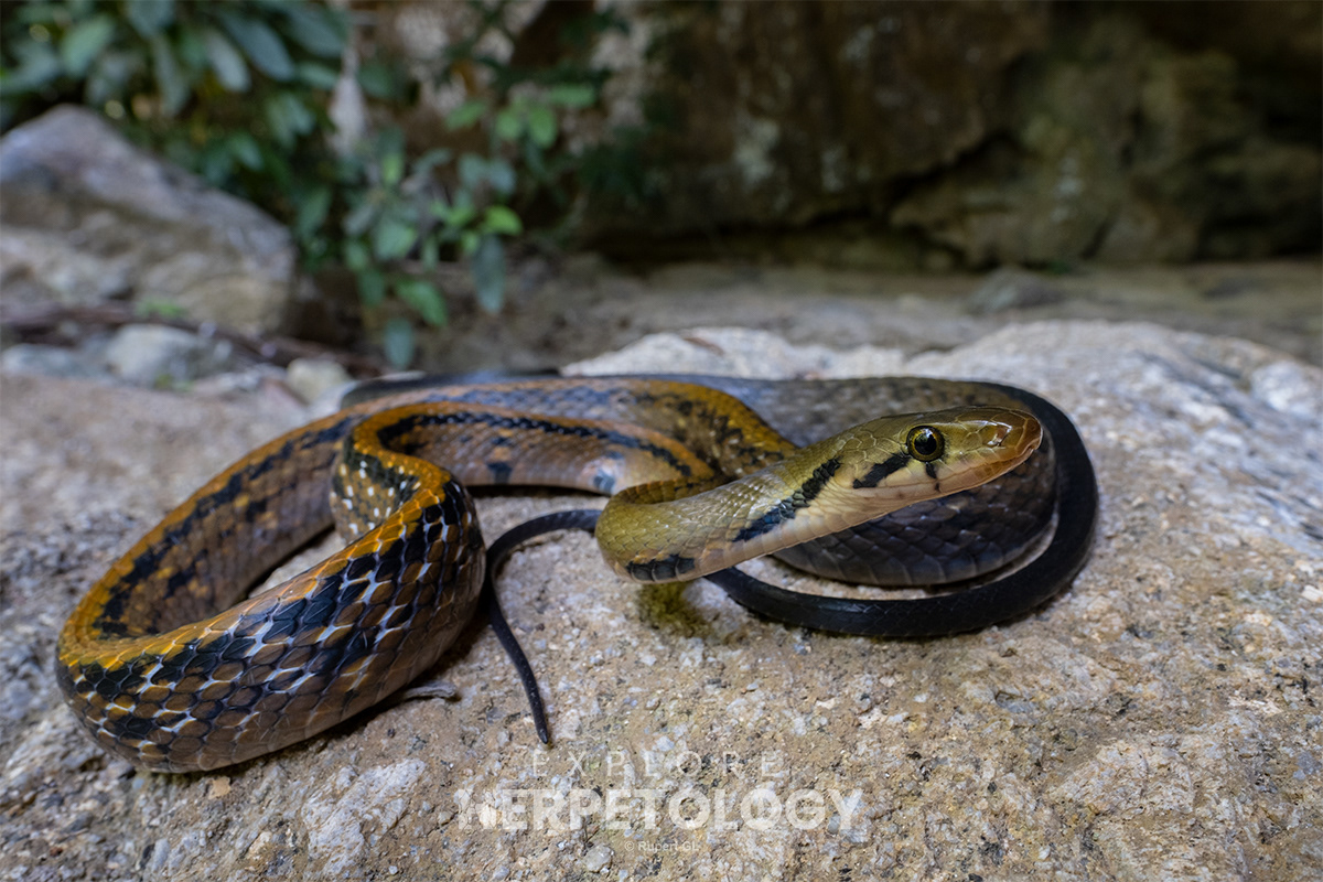 Malayan striped racer (Coelognathus flavolineatus).