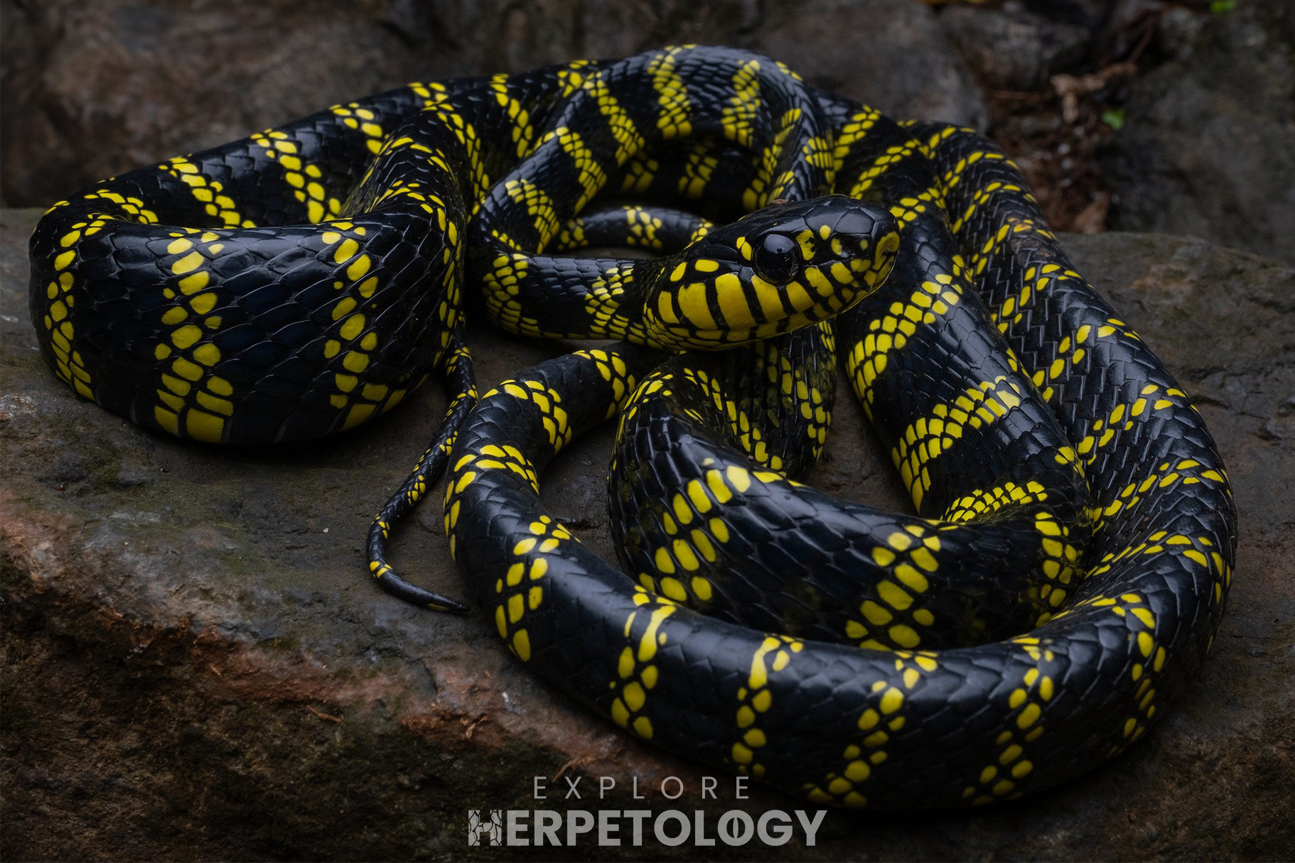 Mindanao mangrove cat snake (Boiga dendrophila latifasciata).