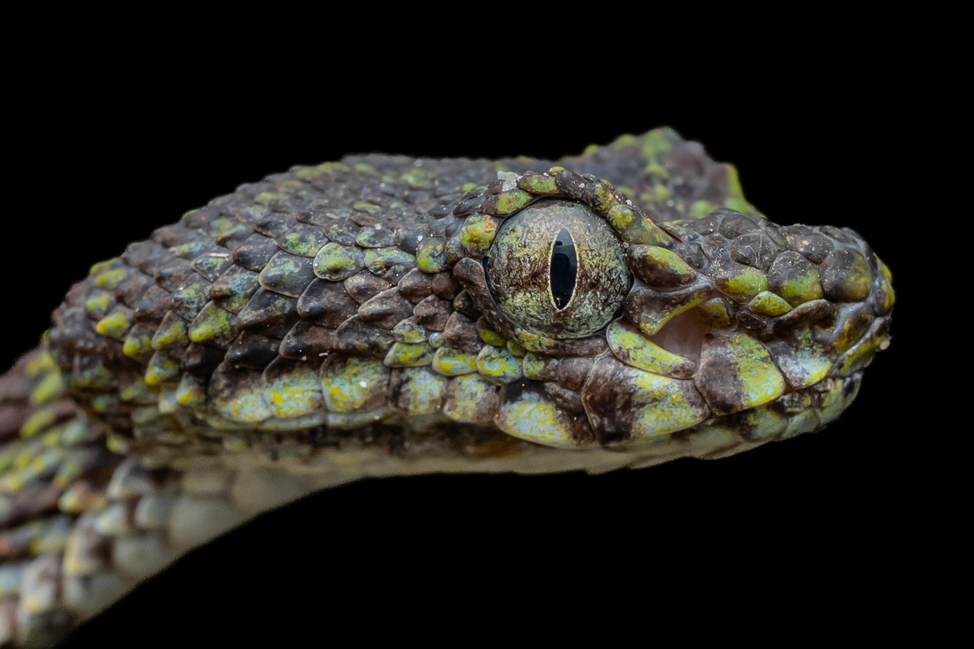 Limestone eyelash pit viper (Trimeresurus ciliaris)