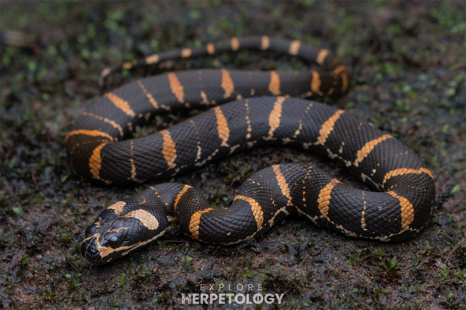 Black-ventered mud snake (Homalopsis nigroventralis)