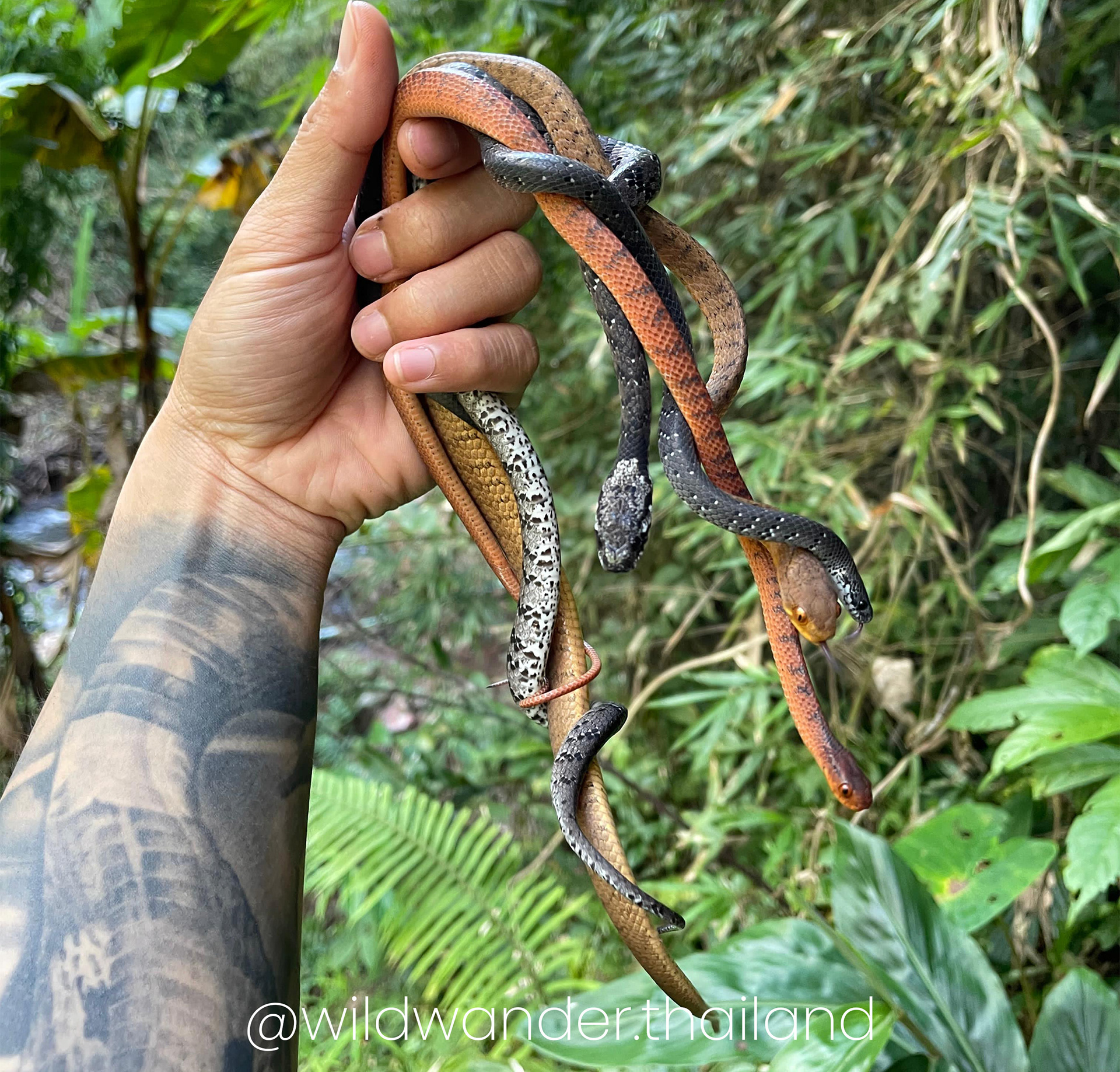 4 species of slug snake