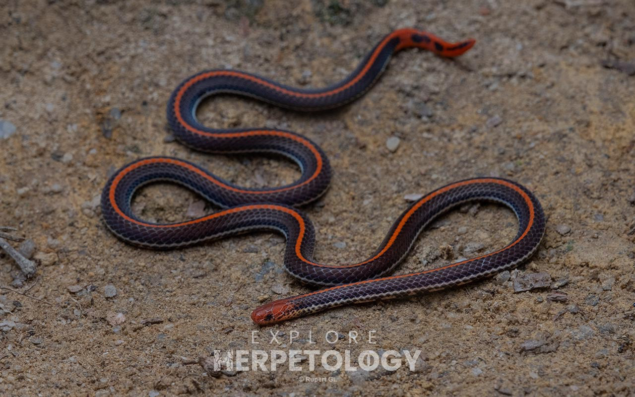 Malayan banded coral snake (Calliophis intestinalis)