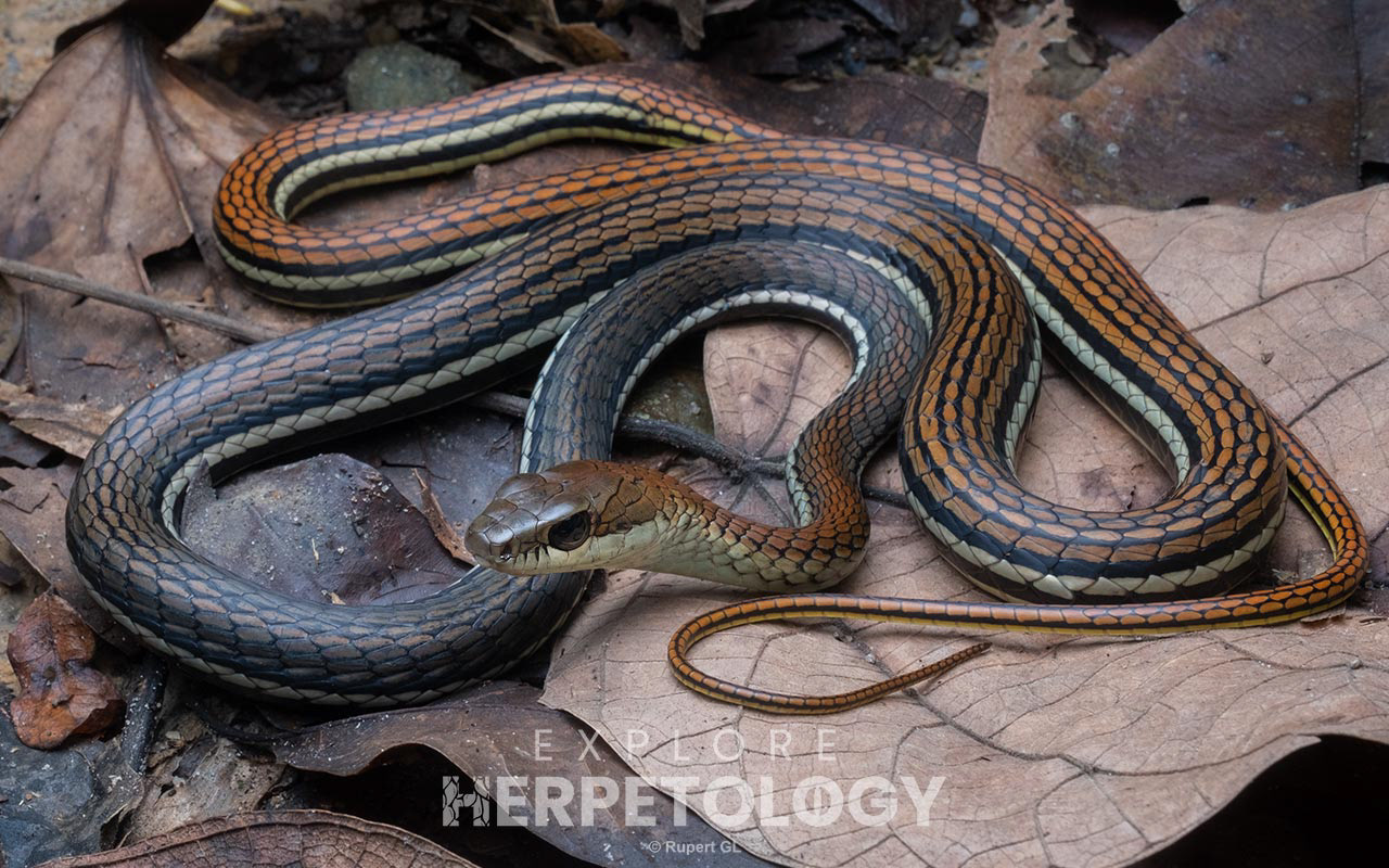 Striped bronzeback (Dendrelaphis caudolineatus)