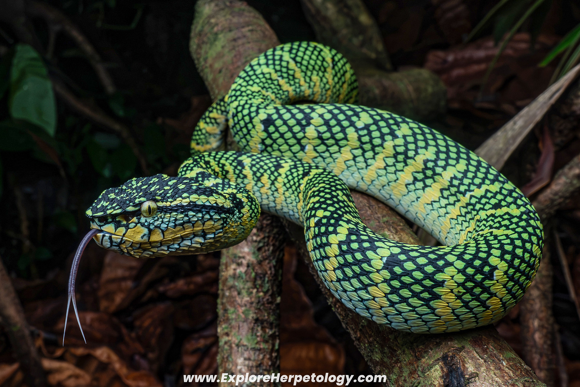 Wagler's pit viper (Tropidolaemus wagleri).