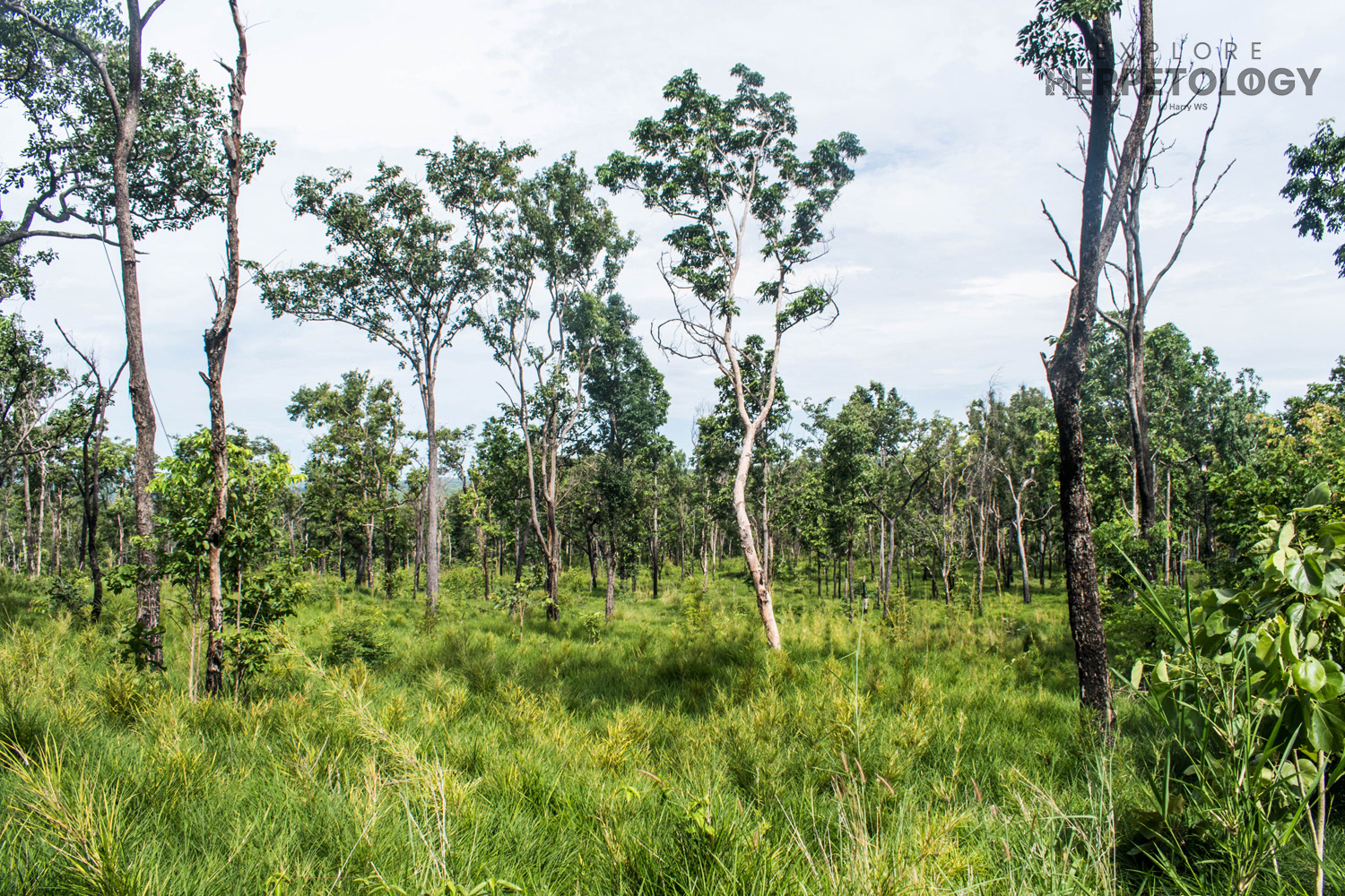 Sky, tree, tree, tree, grass.