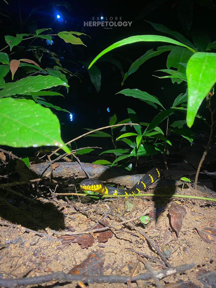 Mangrove cat snake (Boiga melanota)