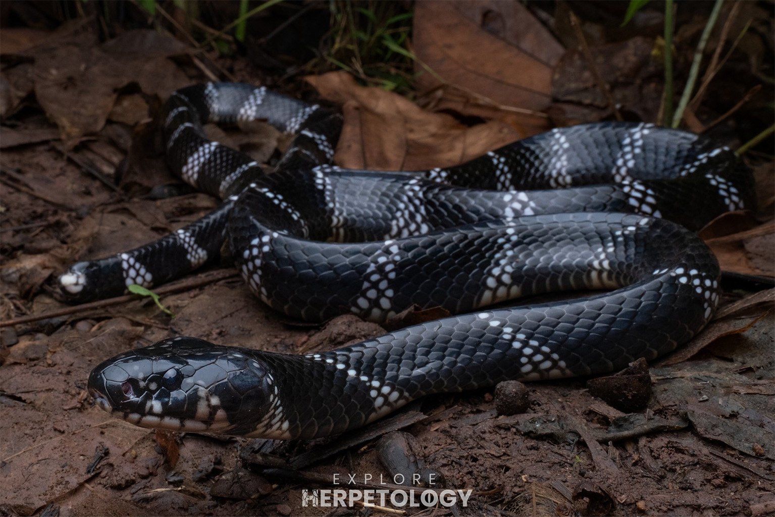 Red river krait (Bungarus slowinskii)
