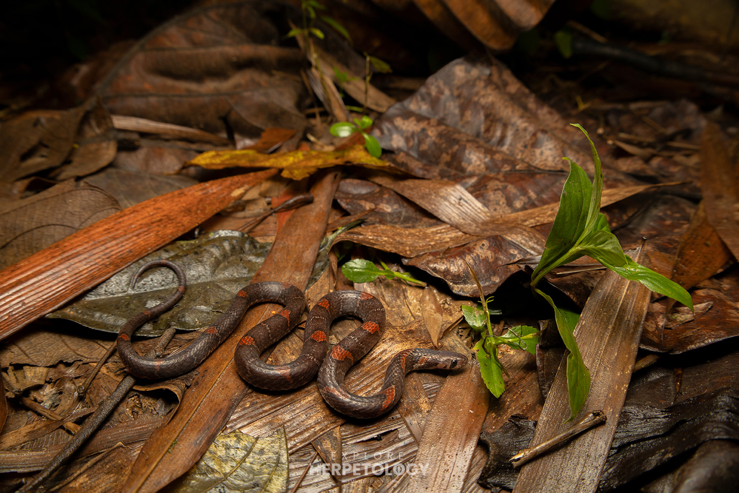 Rusty-barred kukri snake (Oligodon signatus)