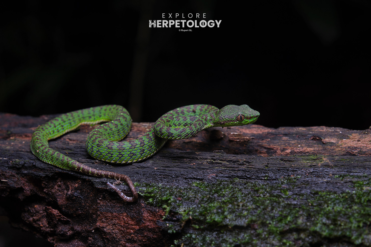 Neonate Phuket pit viper (Trimeresurus phuketensis)