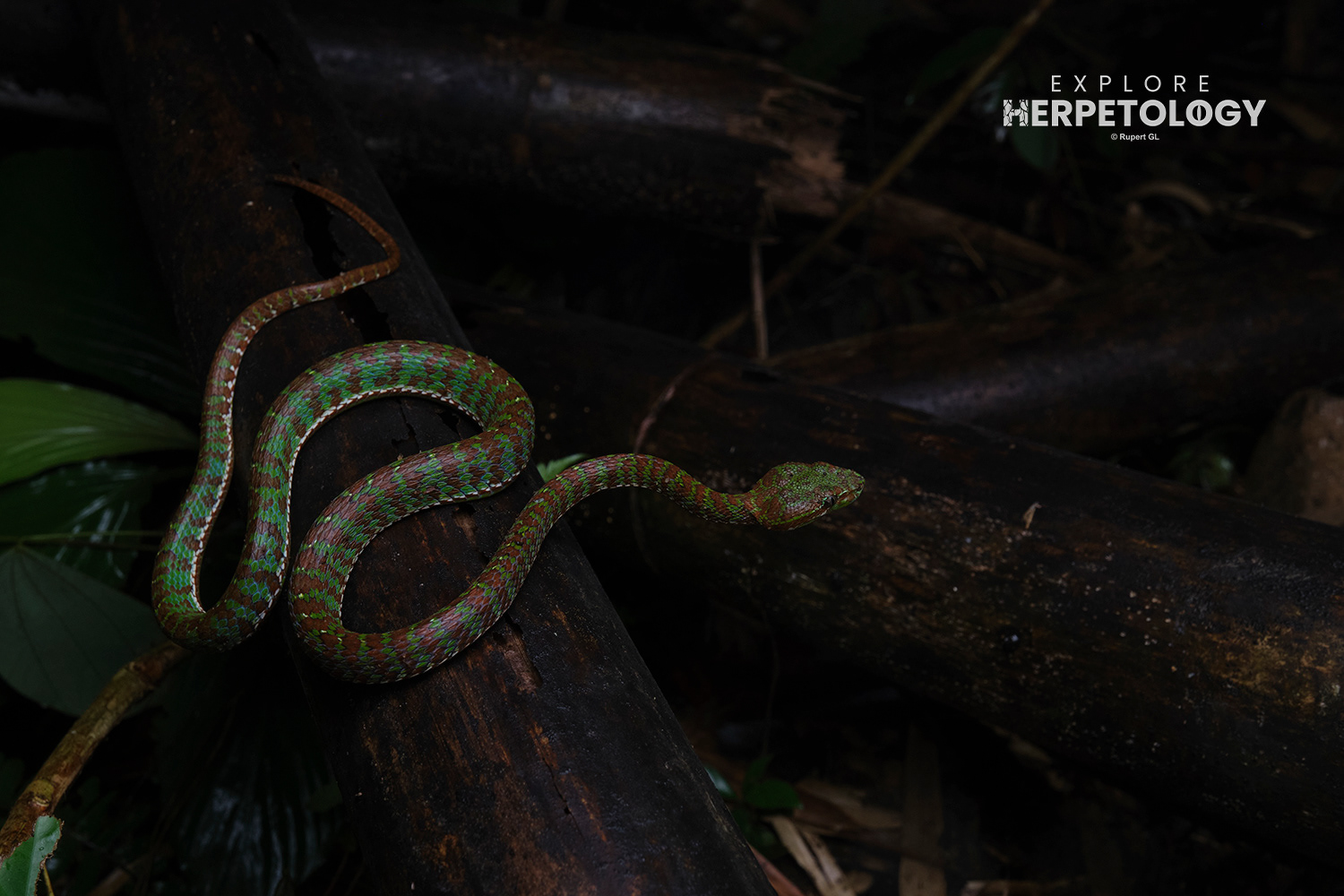 Adult male Phuket pit viper (Trimeresurus phuketensis)