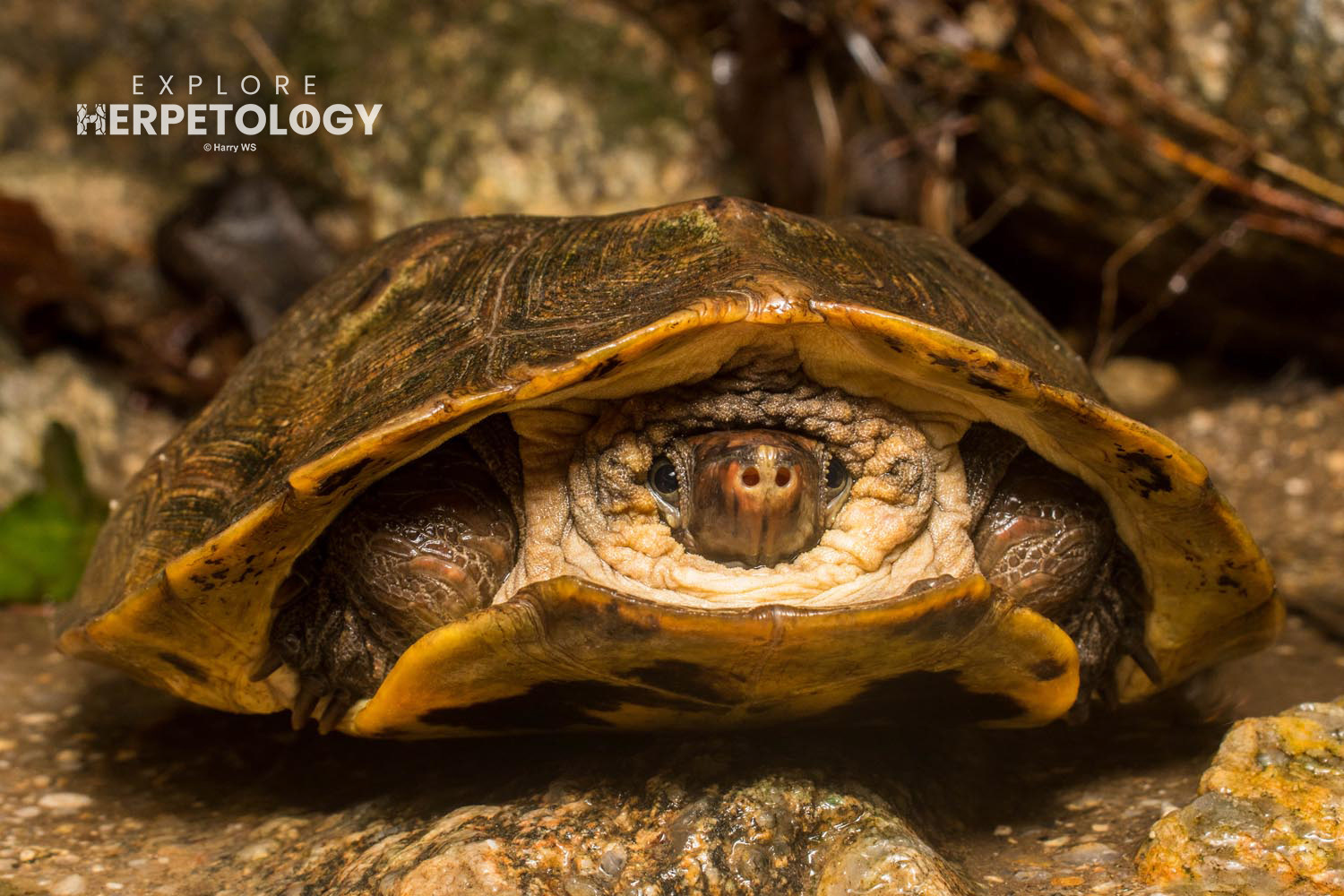 Malayan flat-shelled turtle (Notochelys platynota)