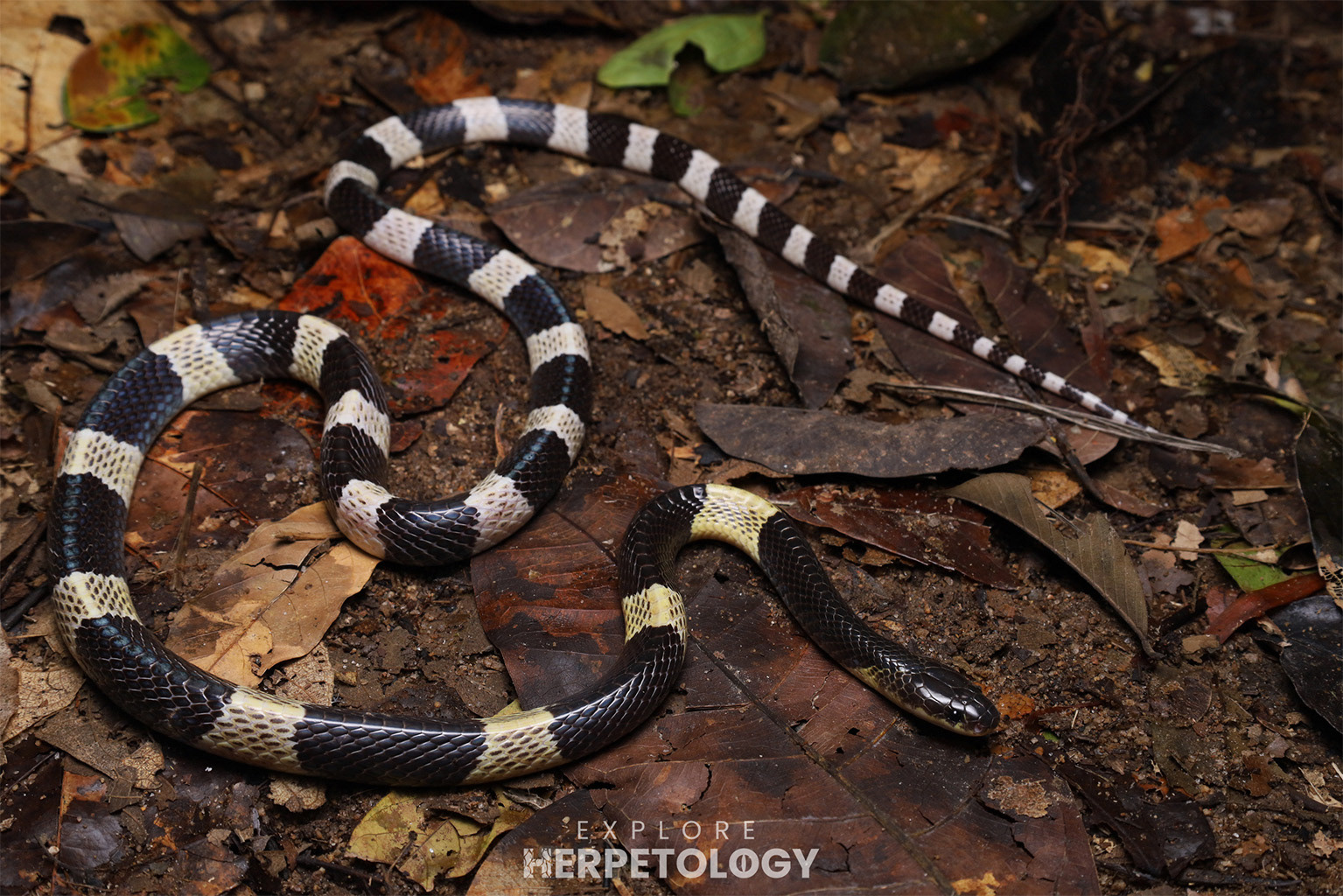 Malayan krait (Bungarus candidus)