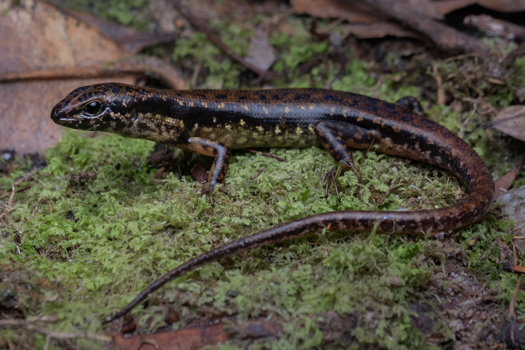 Kinabalu littler skink (Sphenomorphus kinabaluensis).