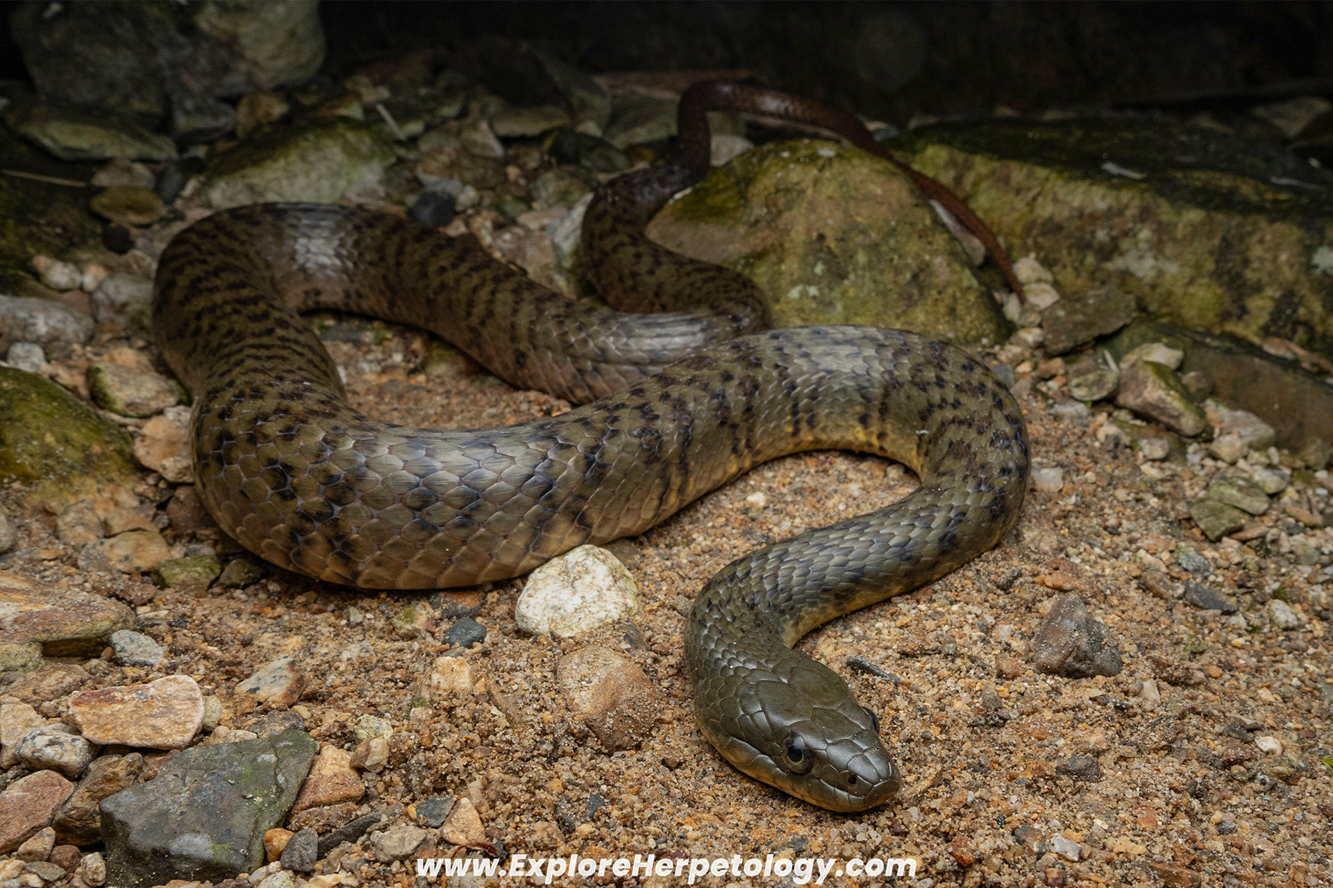 Eastern water snake (Trimerodytes percarinatus).