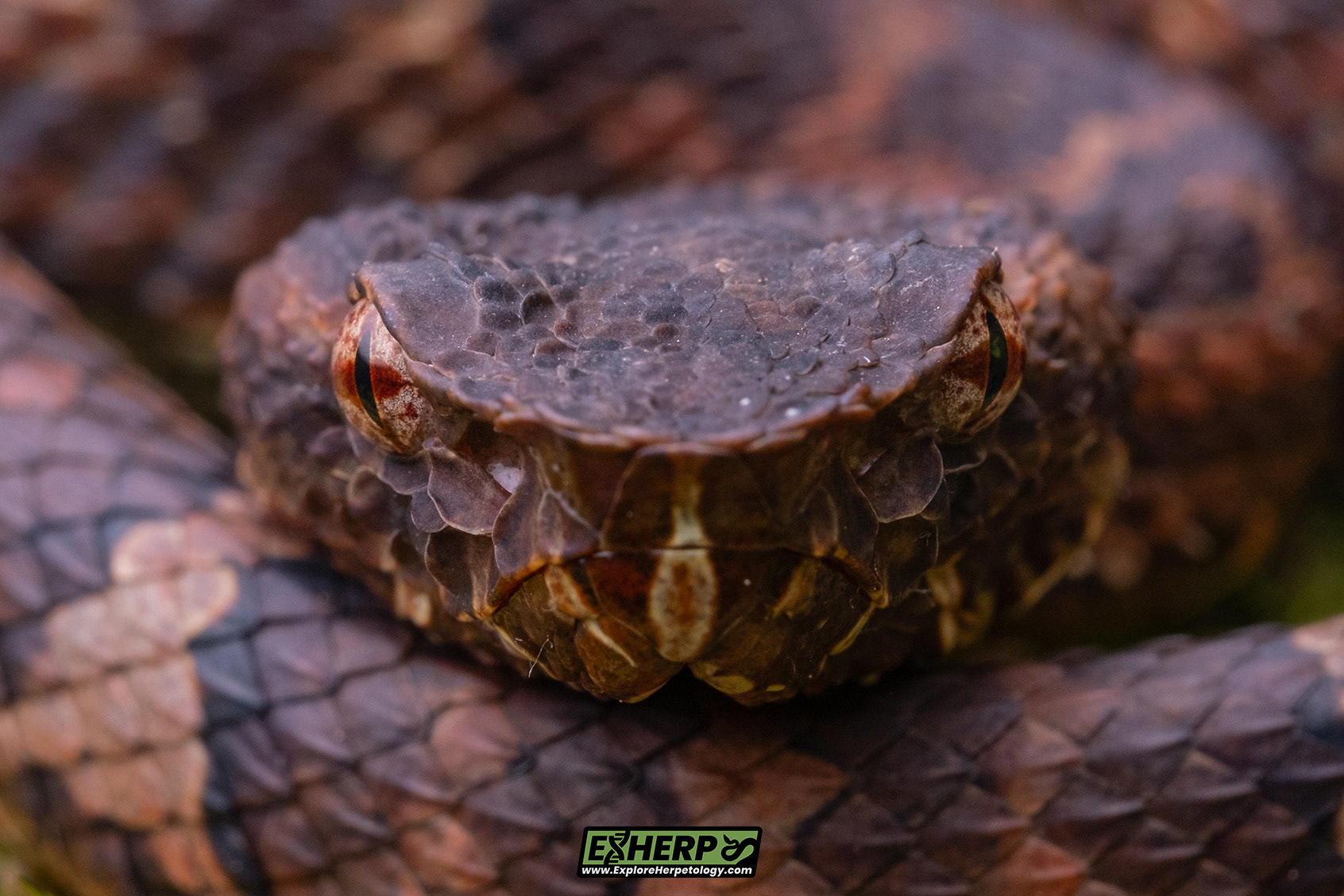 Sumatran leaf-nosed pit viper (Craspedocephalus andalasensis).