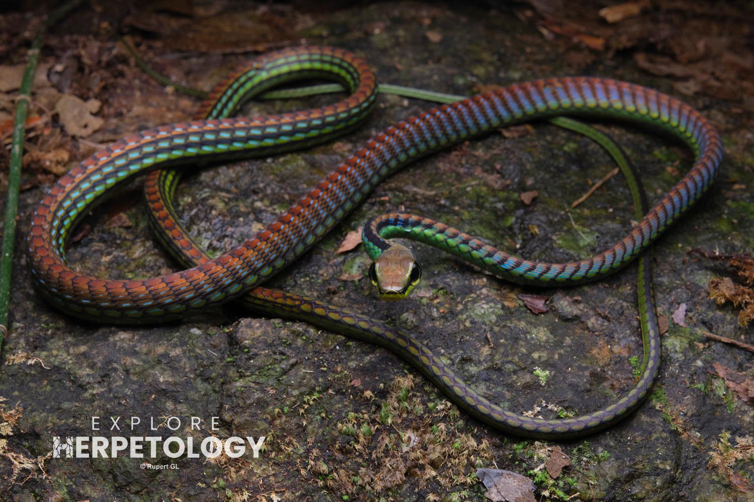 Elegant bronzeback (Dendrelaphis formosus)