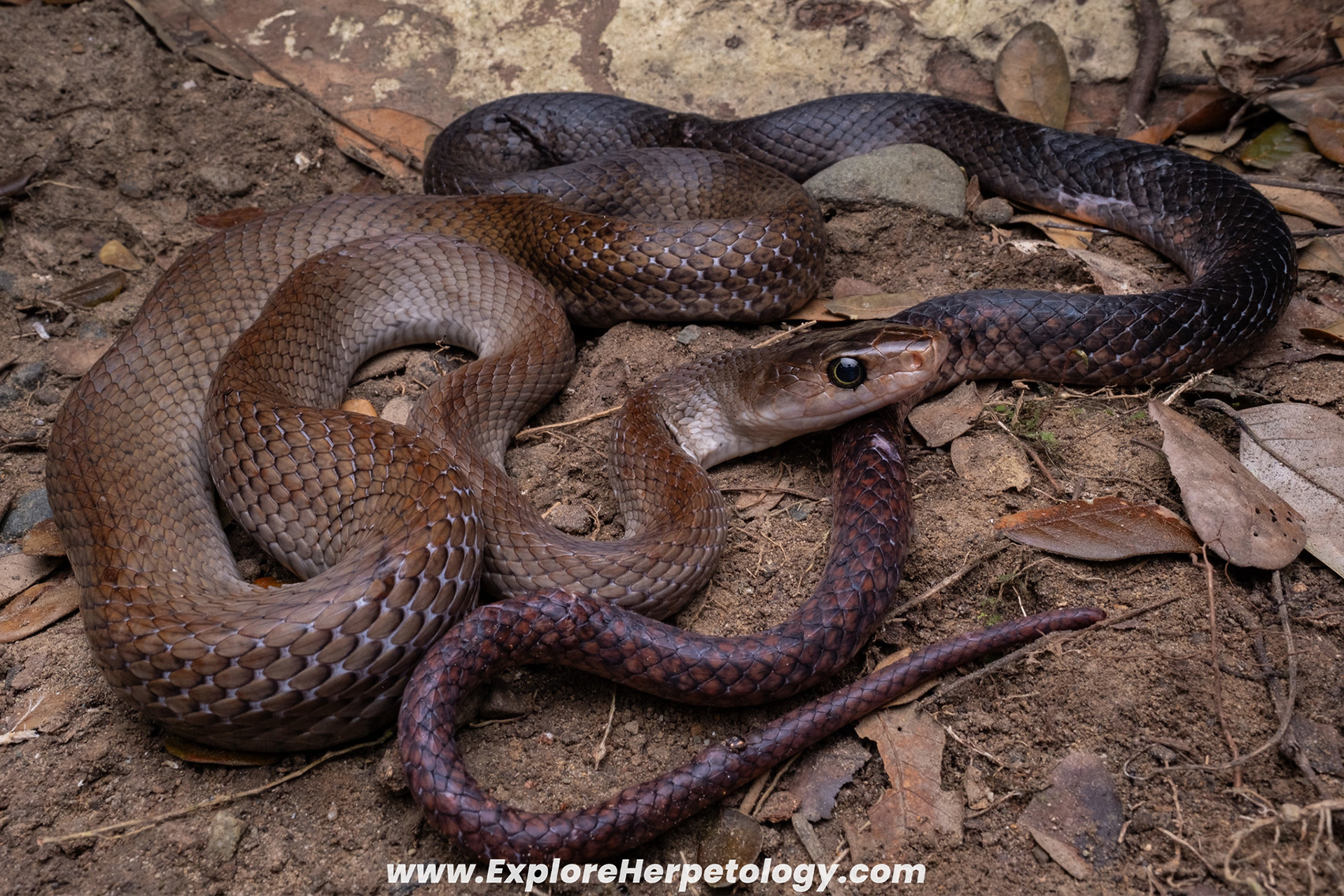 Mindanao red-tailed ratsnake (Coelognathus erythrurus).