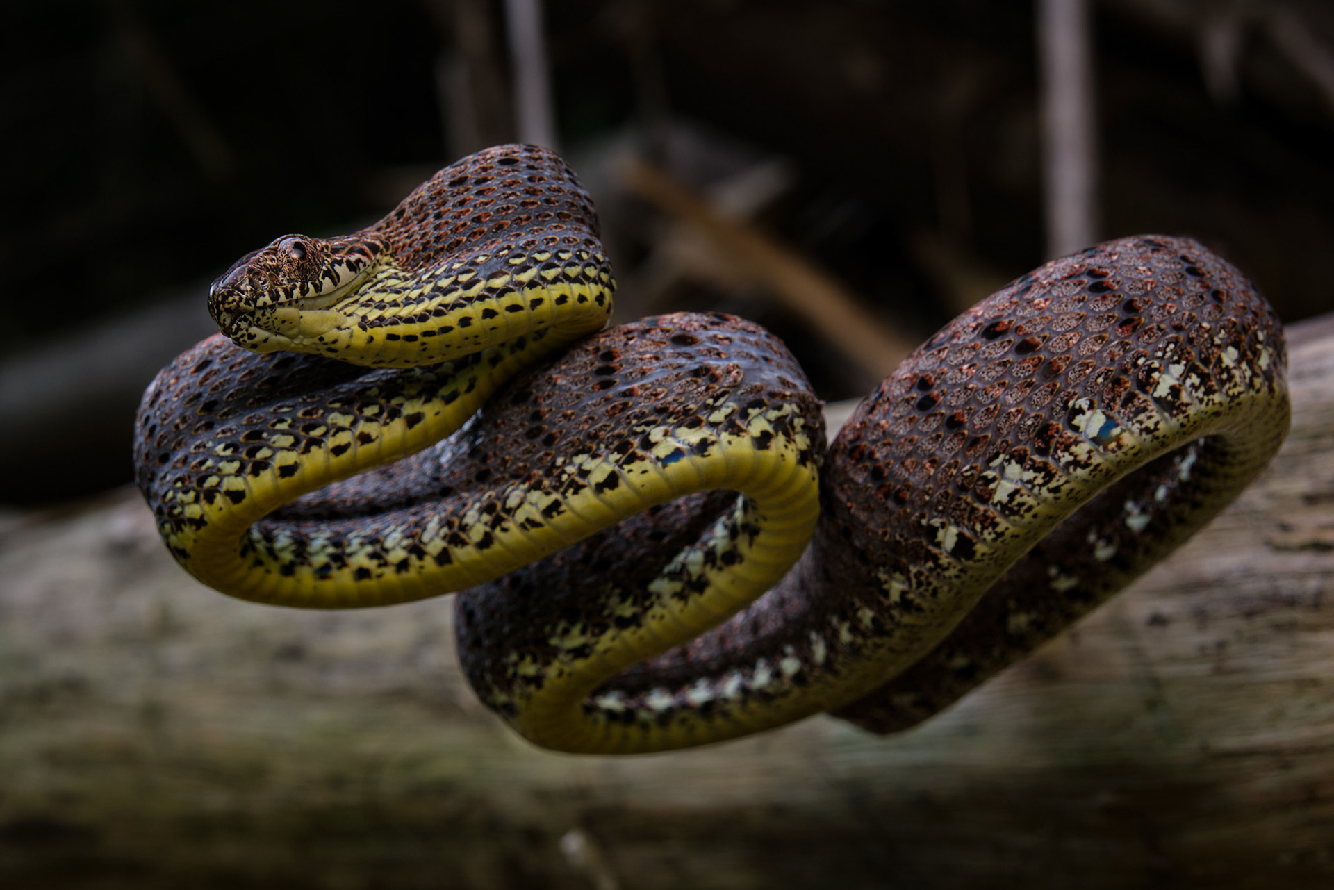 Jasper cat snake (Boiga jaspidea)