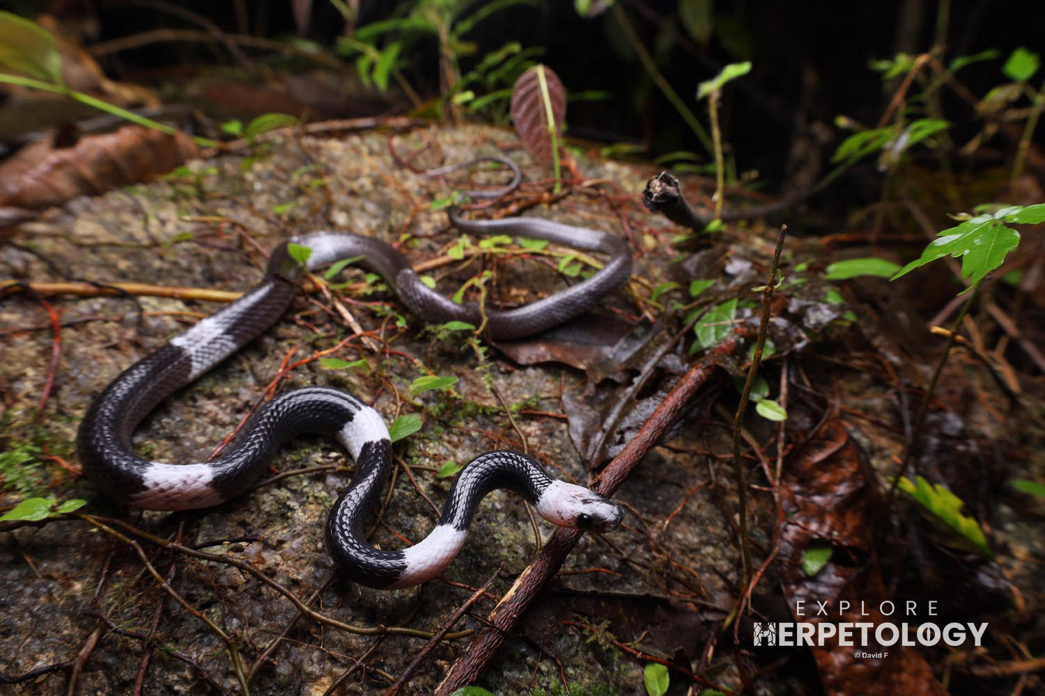 Malayan banded wolf snake (Lycodon subcinctus)