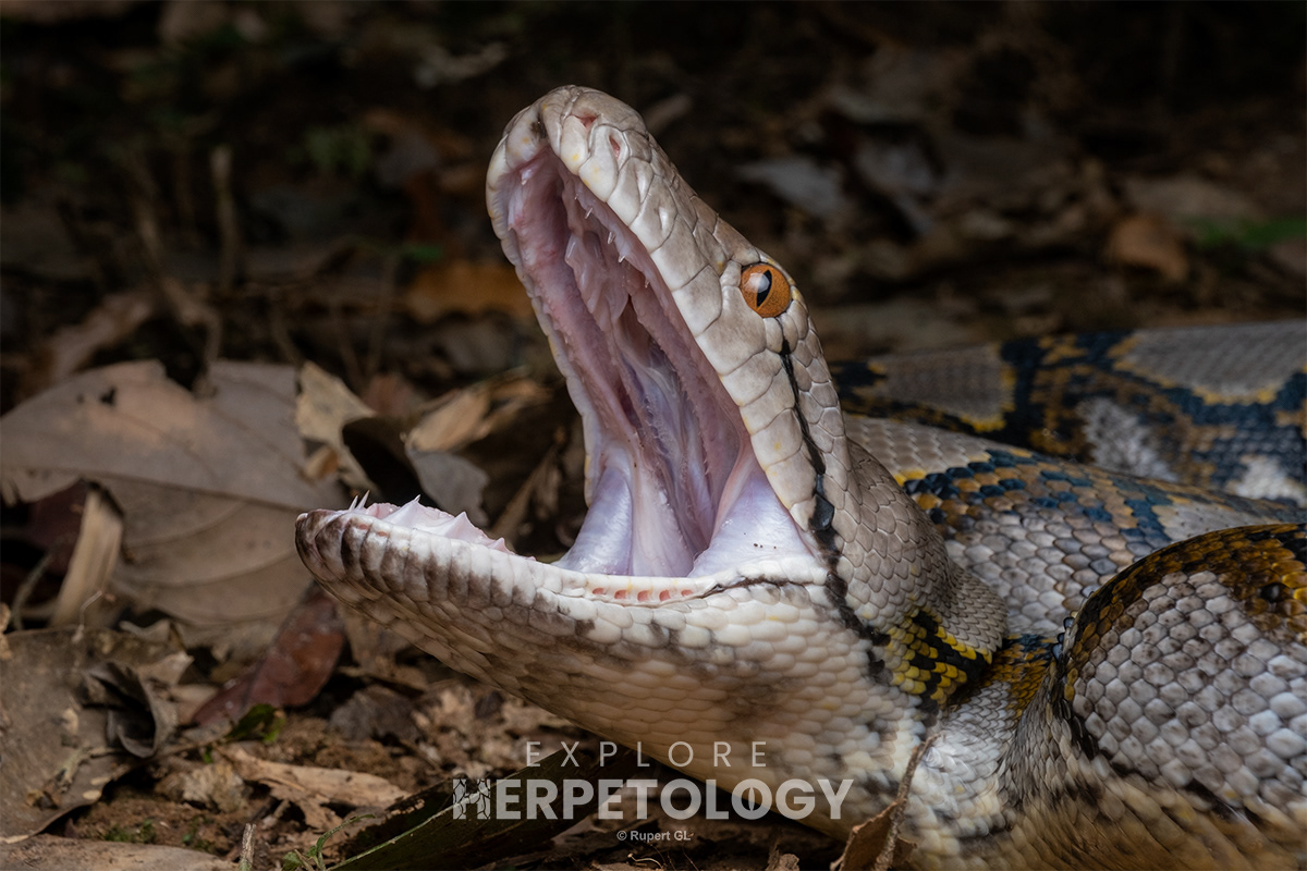 Reticulated python (Malayopython reticulatus).