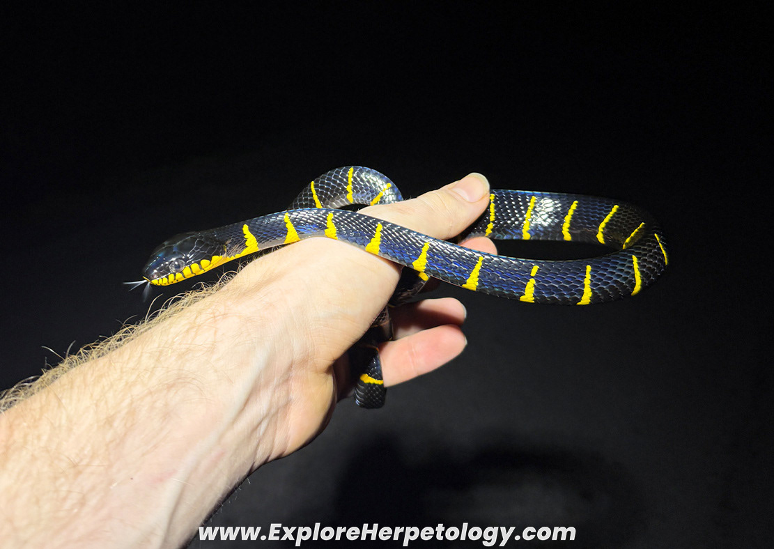 Mangrove cat snake (Boiga melanota).