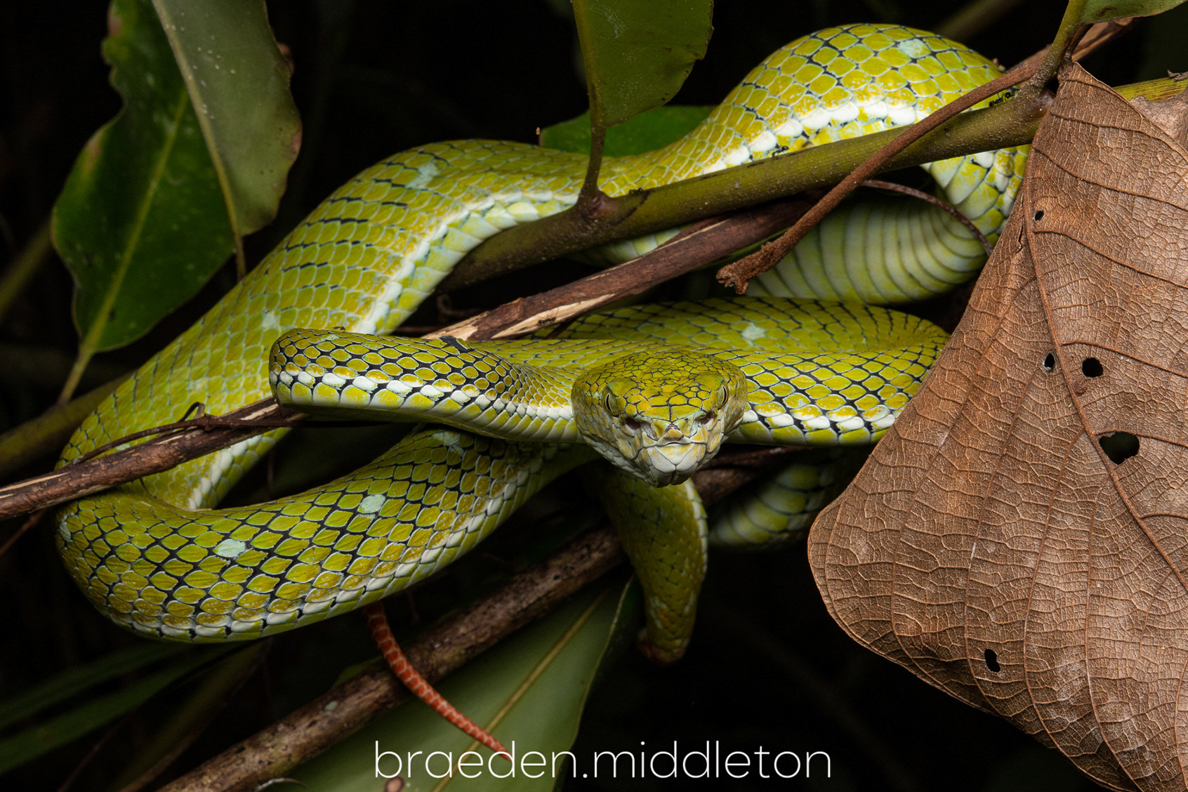 Hagen's pit viper (Trimeresurus hageni).