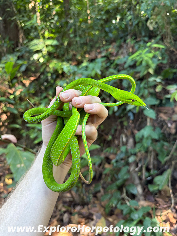 Oriental vine snake (Ahaetulla prasina).