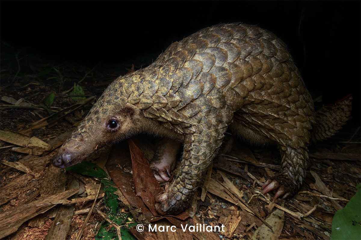 Sunda pangolin (Manis javanica).