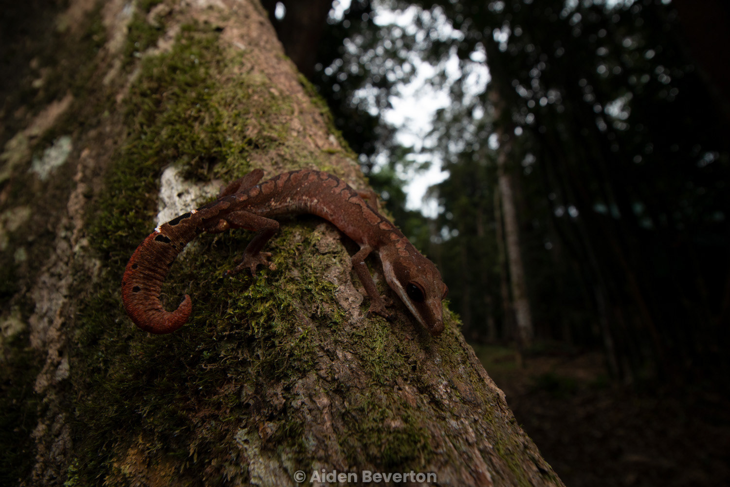 Cat gecko (Aleuroscalabotes felinus).