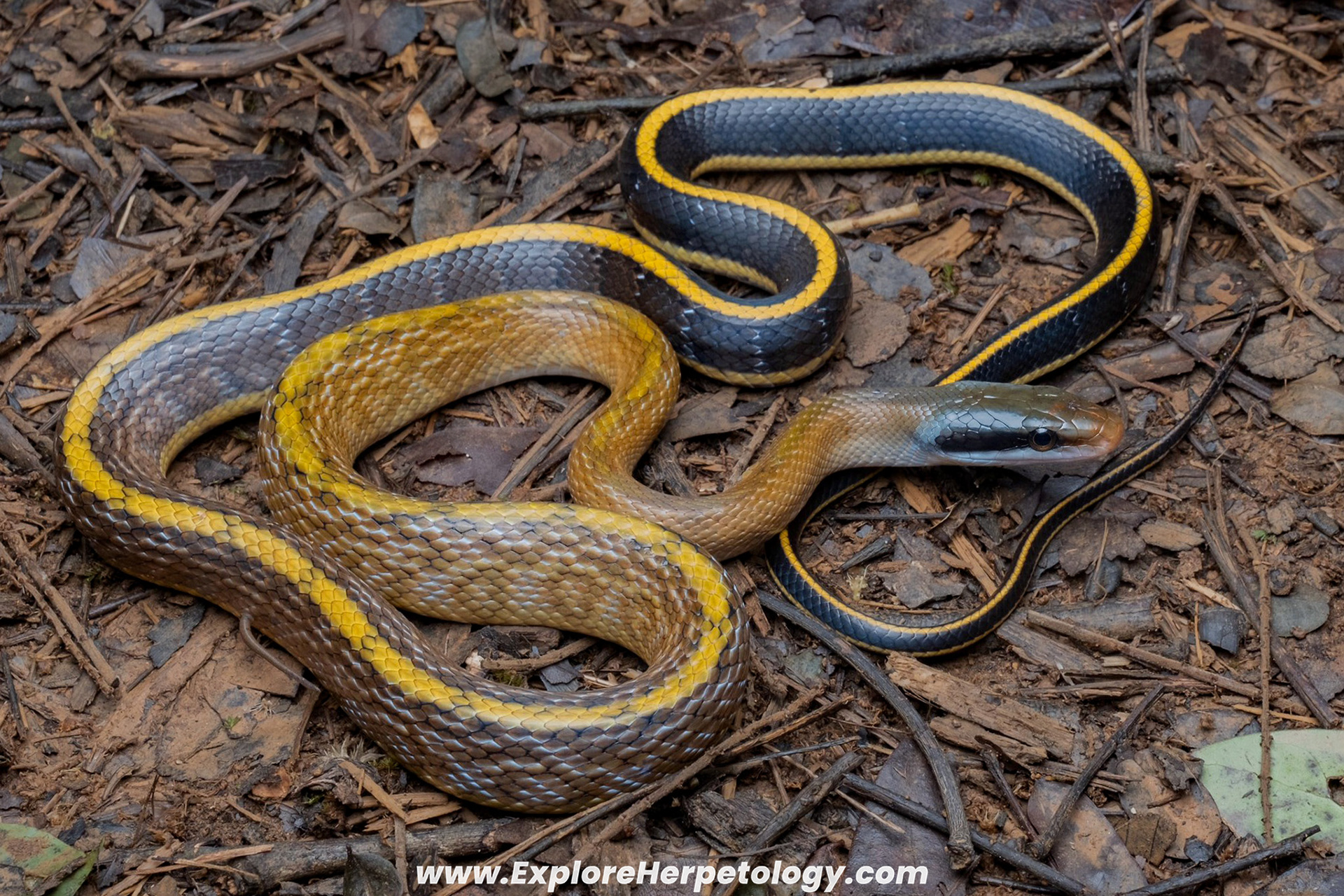 Helfenberger's beauty ratsnake (Elaphe taeniura helfenbergeri).
