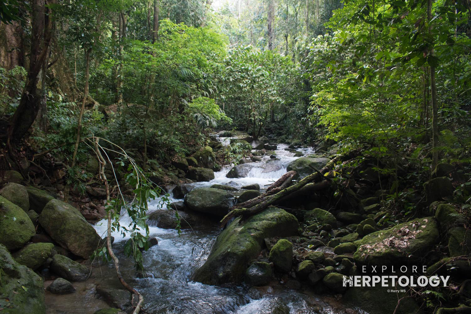 An example of the forest streams we would hike each night