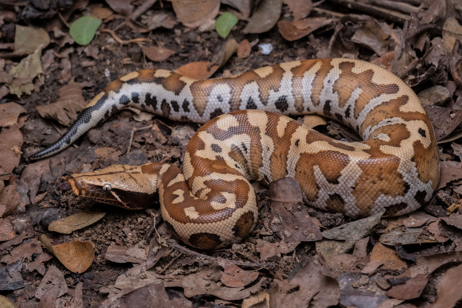 Blood python (Python brongersmai)