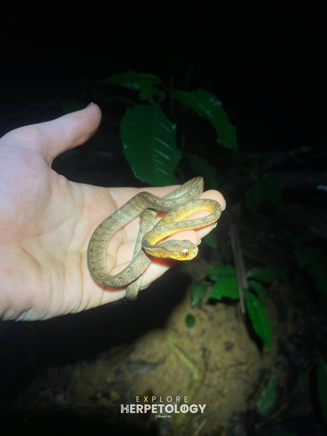 Keeled slug snake (Pareas carinatus)