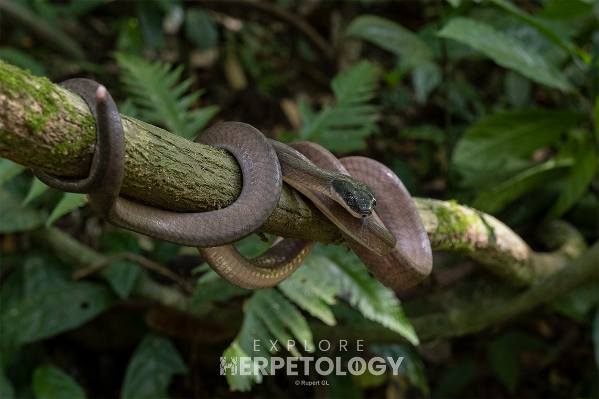 Dark-headed cat snake (Boiga nigriceps).