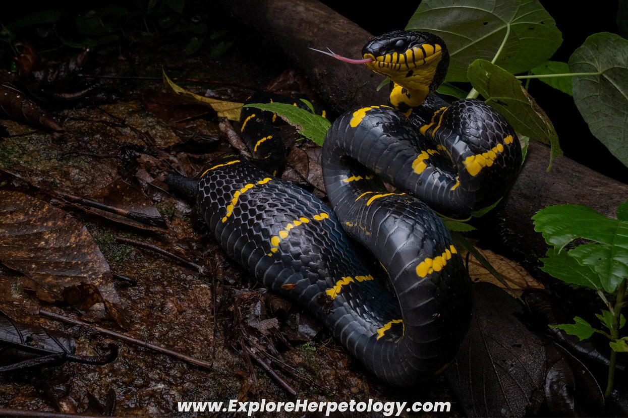 Mangrove cat snake (Boiga dendrophila).