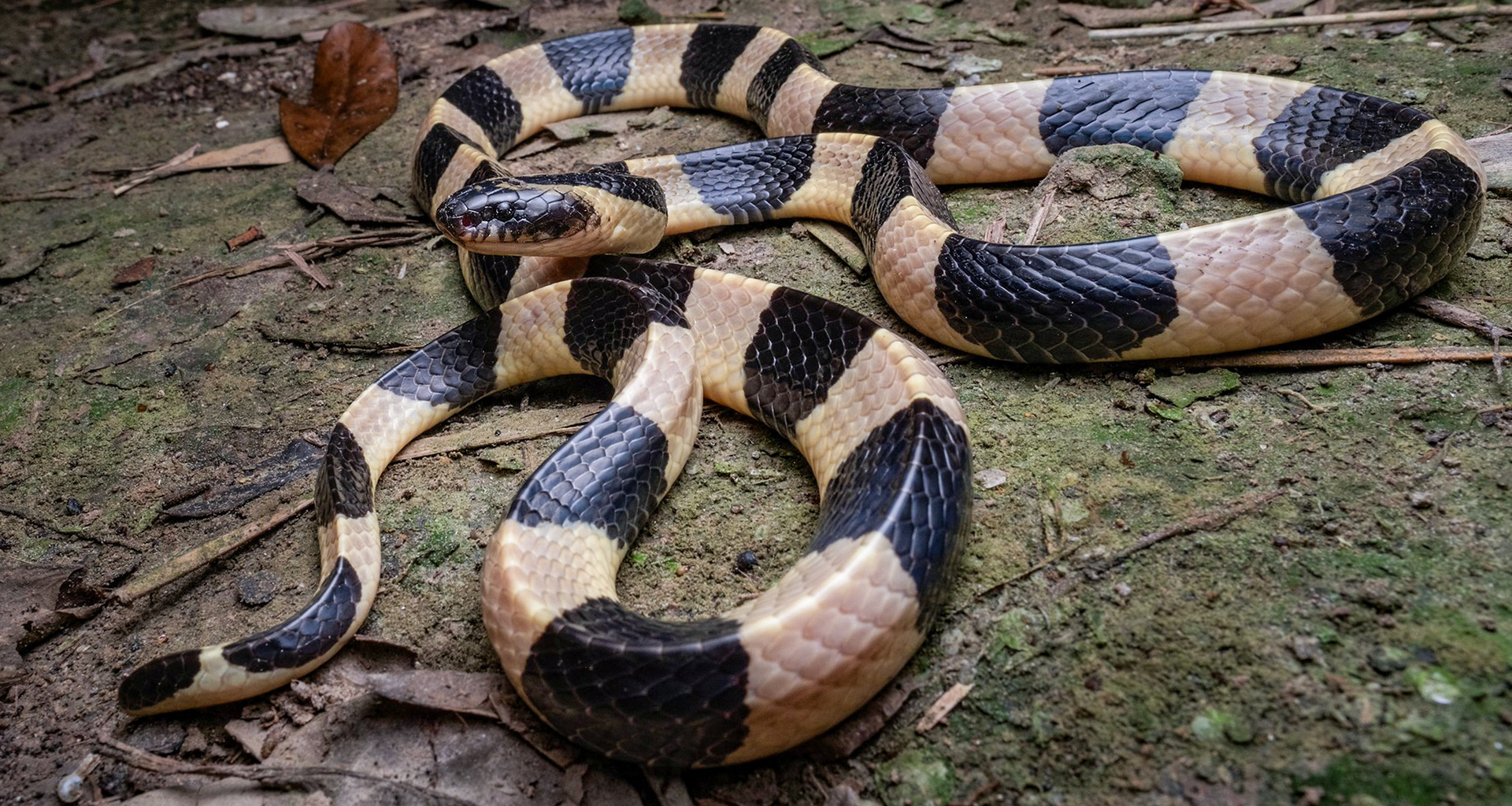 Banded krait (Bungarus fasciatus).